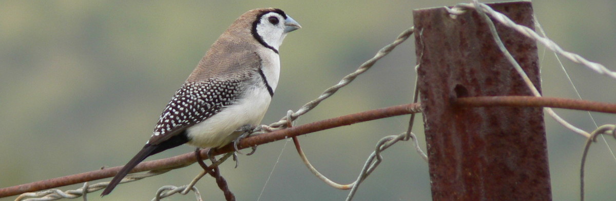 The Bird Surveyors